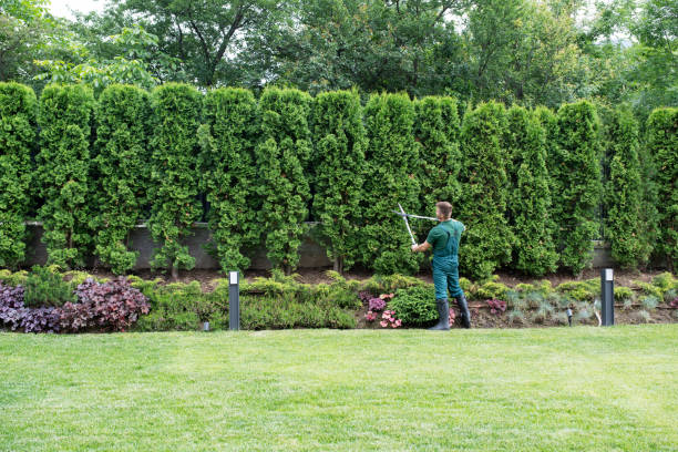 Best Lawn Maintenance Plans  in Temelec, CA