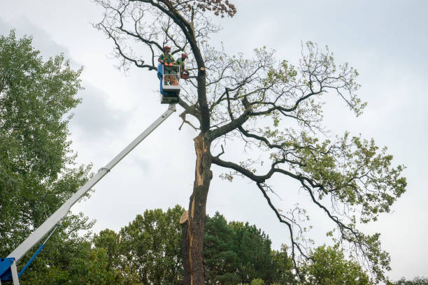 Best Arborist Consultation Services  in Temelec, CA