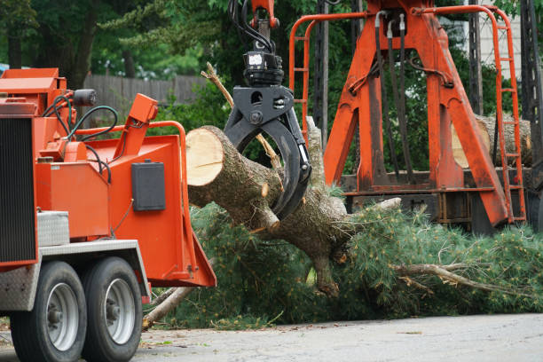 How Our Tree Care Process Works  in  Temelec, CA