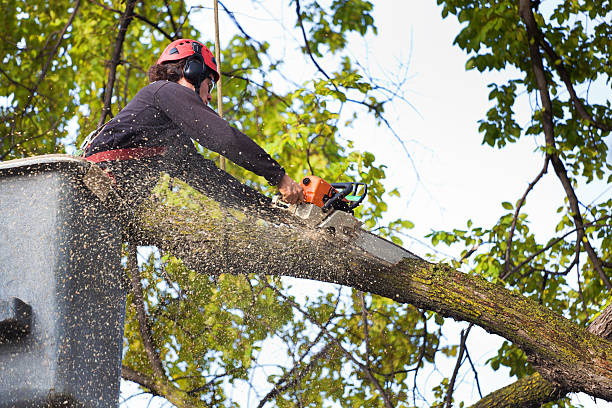 Trusted Temelec, CA Tree Care Services Experts